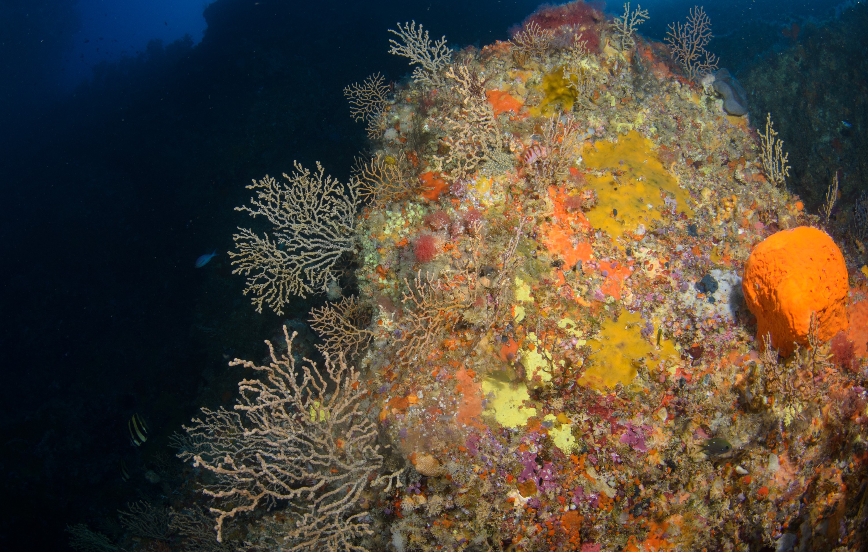 DSC_2102 – crispin, nz, new, zealand, new zealand, aug16_cm, Poor, Knights, Reef, Gorgonian, Fans,